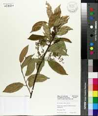 Itea chinensis image