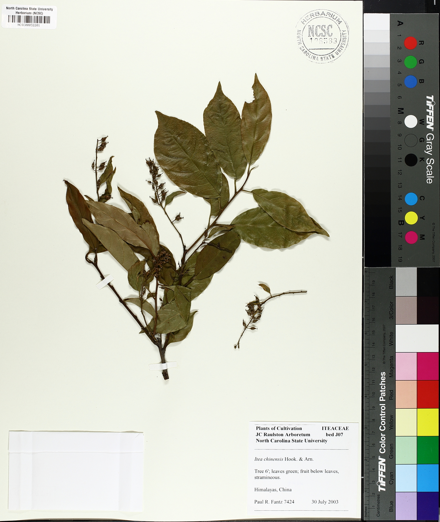 Itea chinensis image