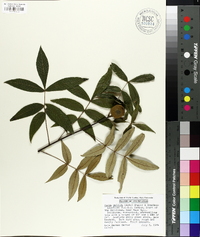 Carya pallida image