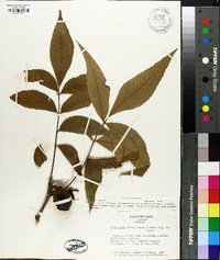 Carya illinoinensis image