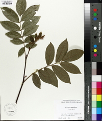 Cyclocarya paliurus image