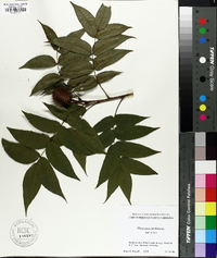 Platycarya strobilacea image