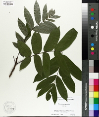 Image of Pterocarya caucasica