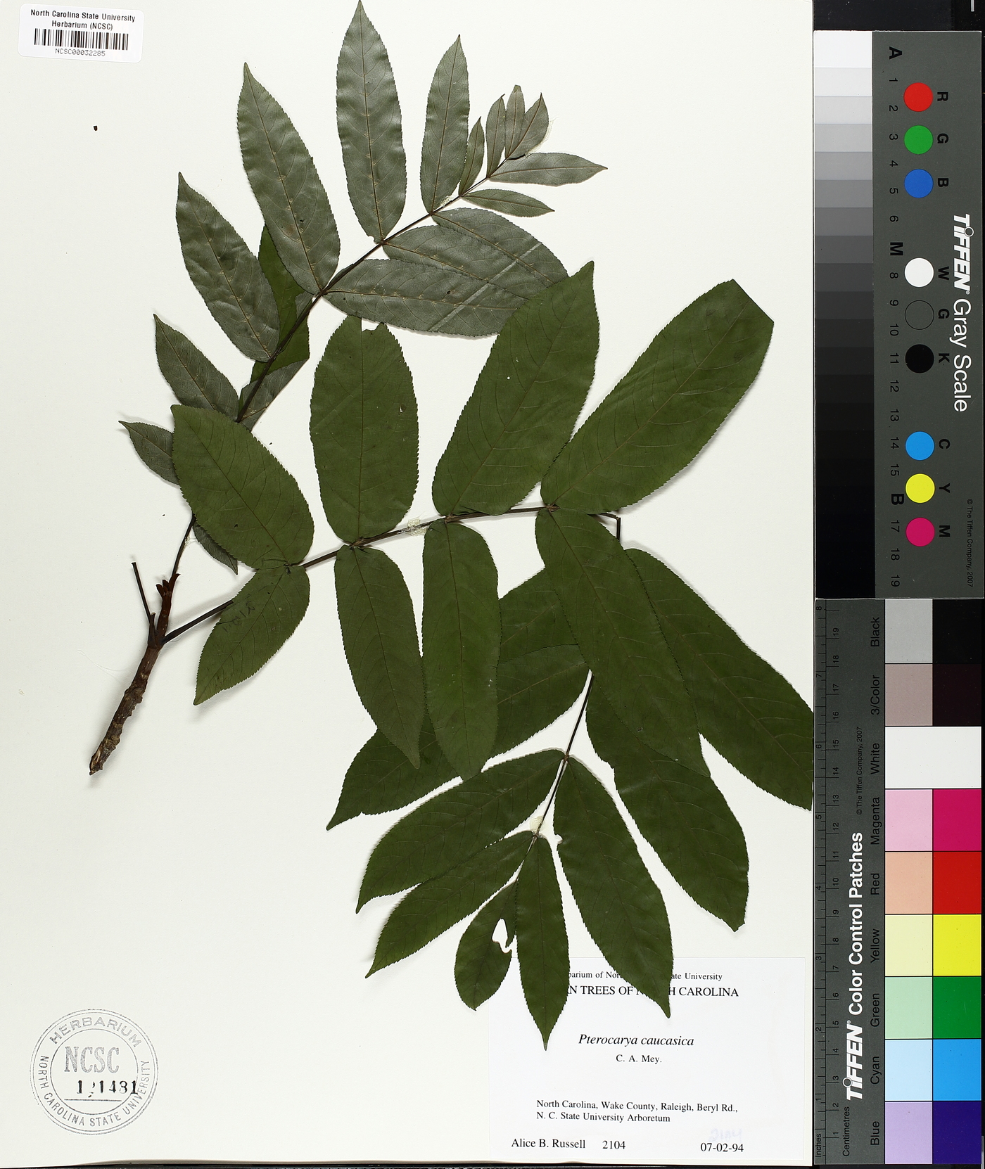 Pterocarya caucasica image