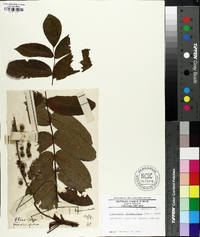 Pterocarya fraxinifolia image
