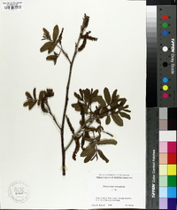 Pterocarya stenoptera image