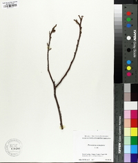 Pterocarya stenoptera image