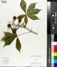 Aesculus glabra image