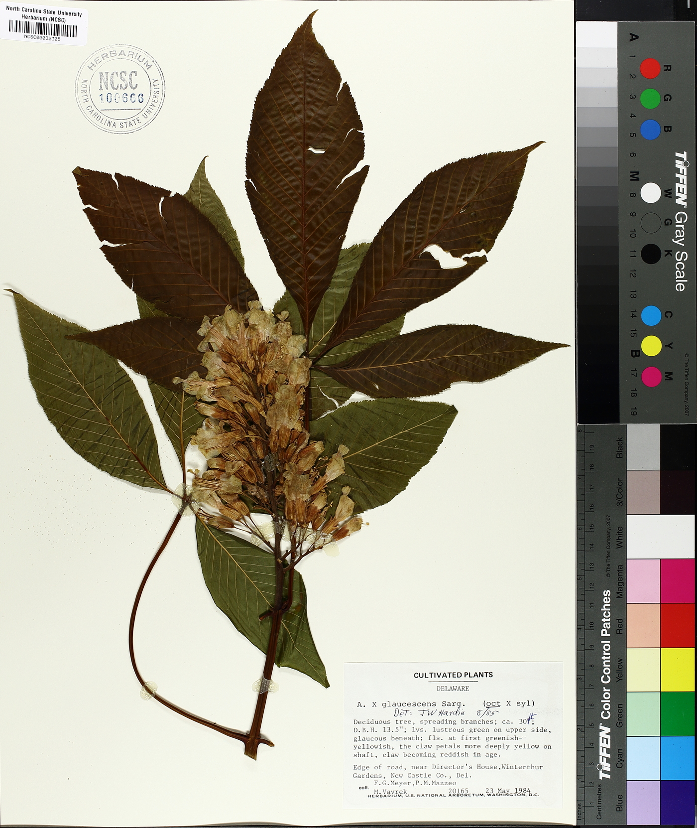 Aesculus x neglecta image