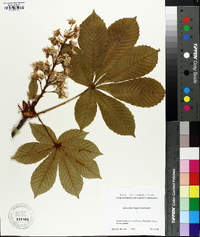 Aesculus hippocastanum image