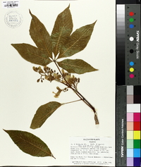 Aesculus x hybrida image