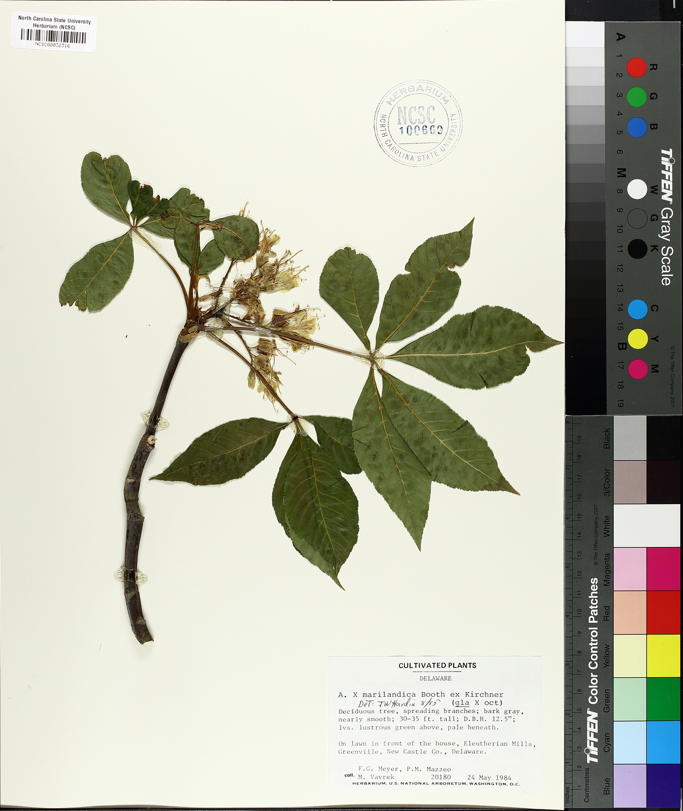Aesculus × marylandica image