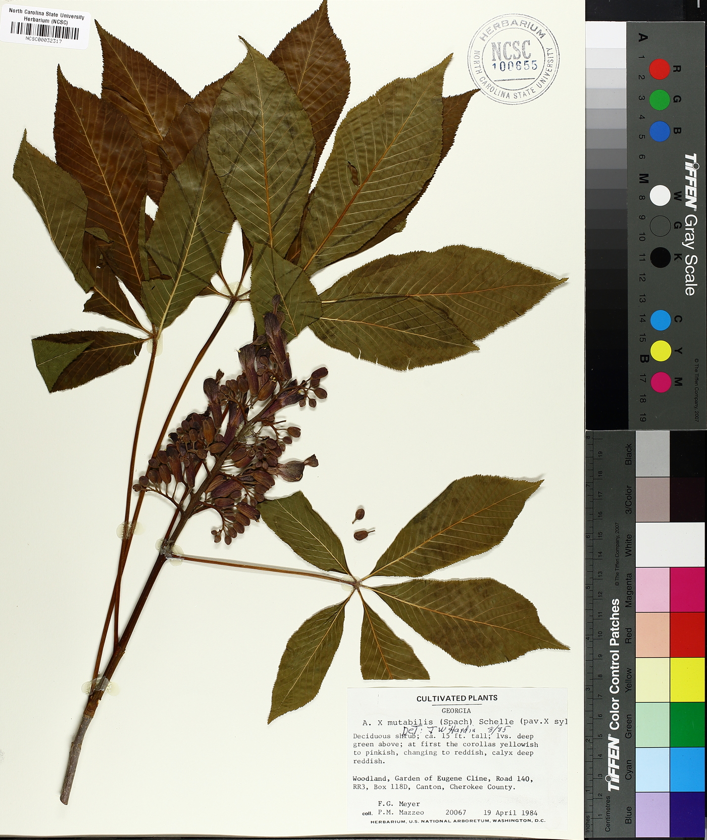 Aesculus mutabilis image