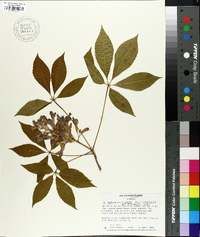 Aesculus sylvatica image