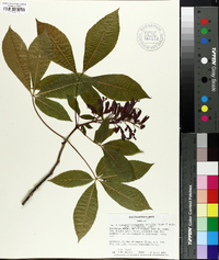 Aesculus x mutabilis image