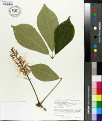 Aesculus parviflora image