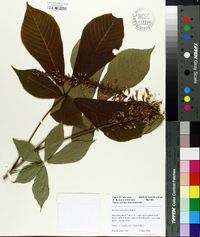 Aesculus parviflora image