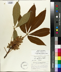 Aesculus sylvatica image