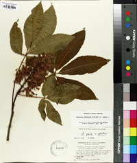 Aesculus sylvatica image