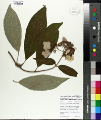 Hydrangea aspera image