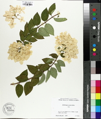 Hydrangea paniculata image