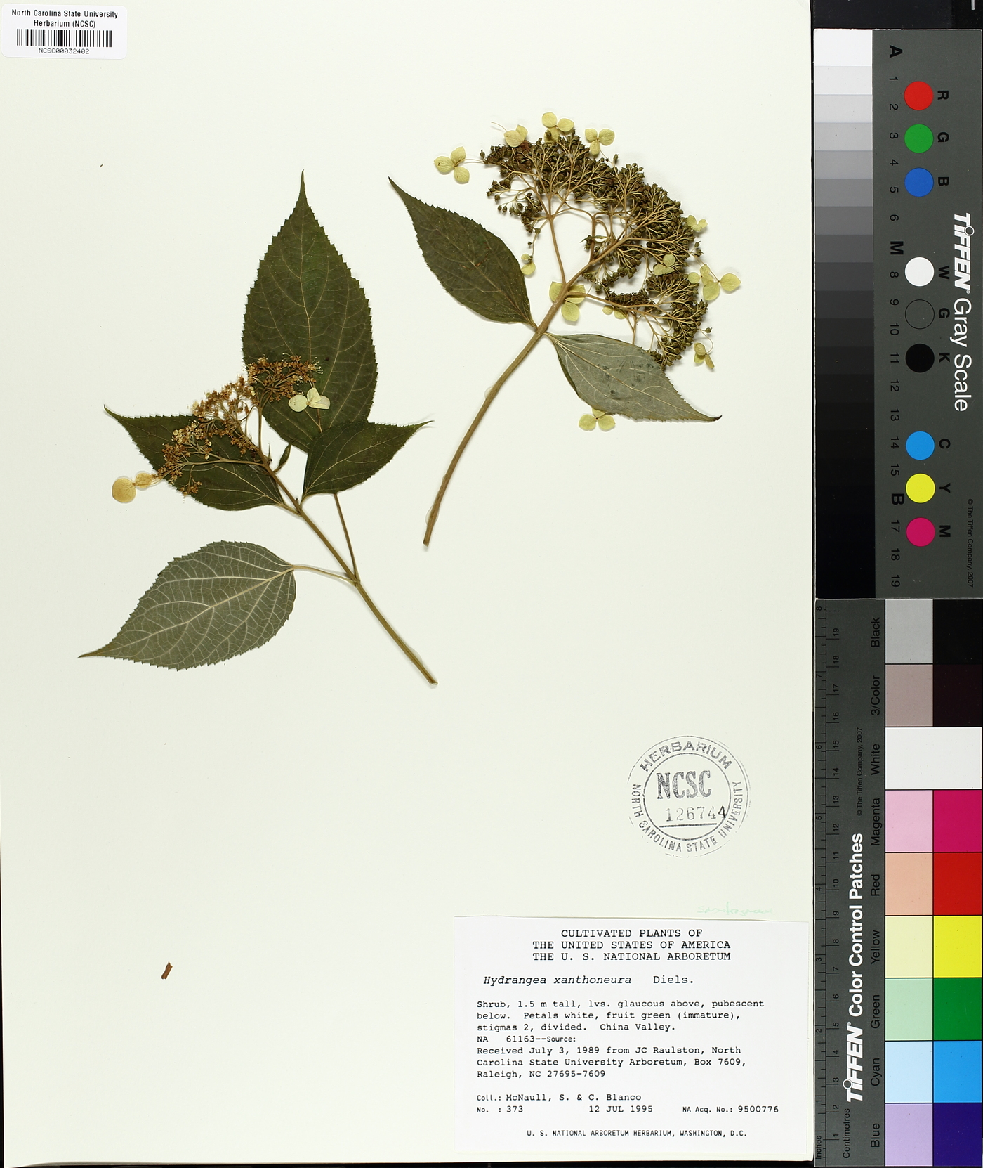 Hydrangea xanthoneura image
