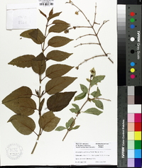 Philadelphus californicus image