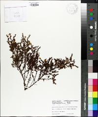 Hypericum fasciculatum image