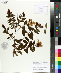 Image of Hypericum forrestii