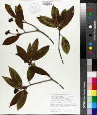 Illicium floridanum image