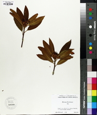 Illicium floridanum image