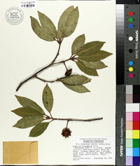 Illicium floridanum image