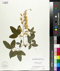 Media resource of Laburnocytisus adamii