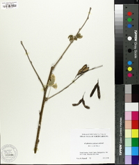 Laburnocytisus adamii image