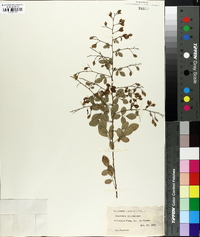 Lespedeza cyrtobotrya image