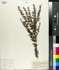 Lespedeza cuneata image