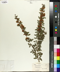 Lespedeza daurica image