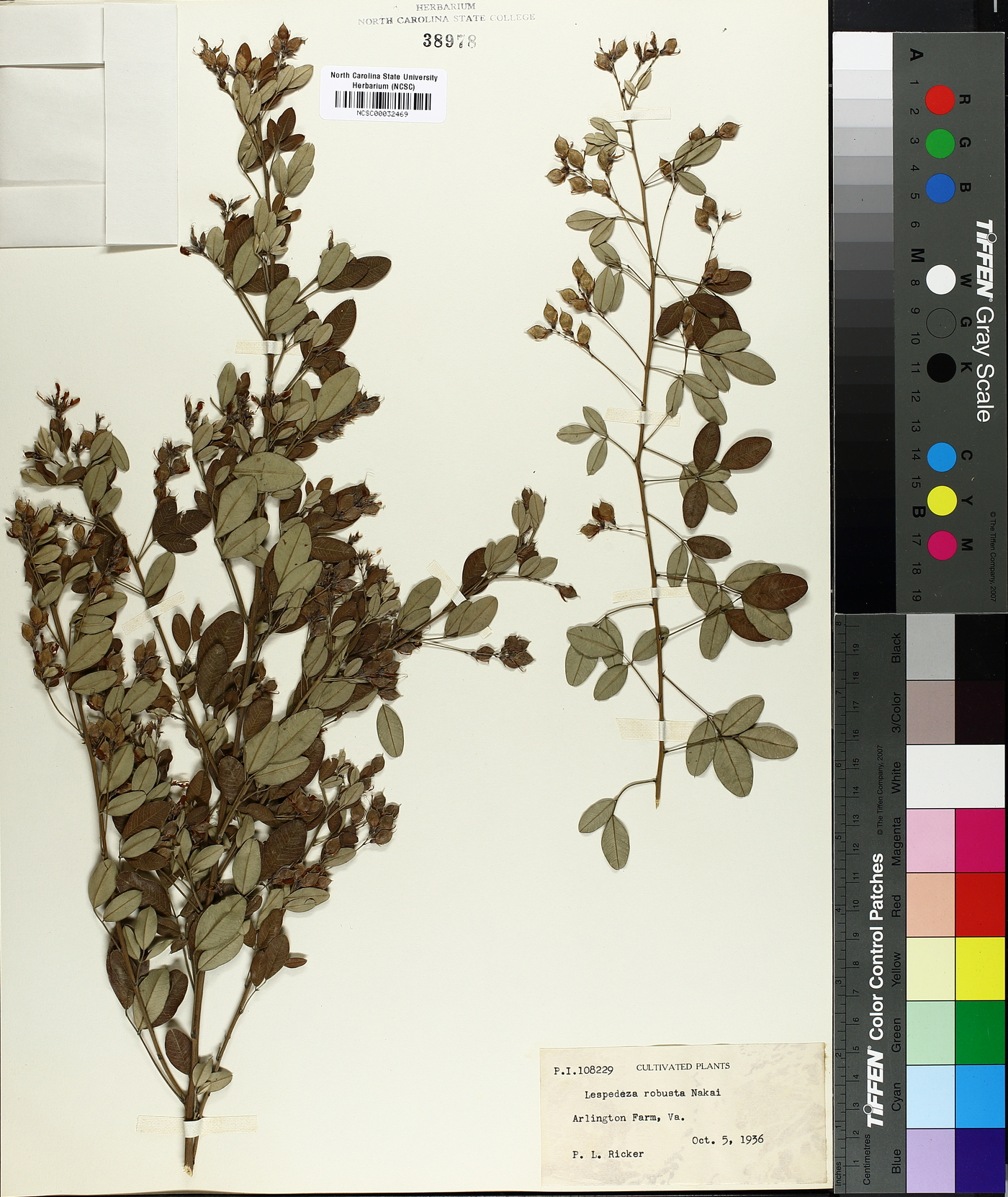 Lespedeza robusta image