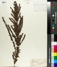 Lespedeza cuneata image