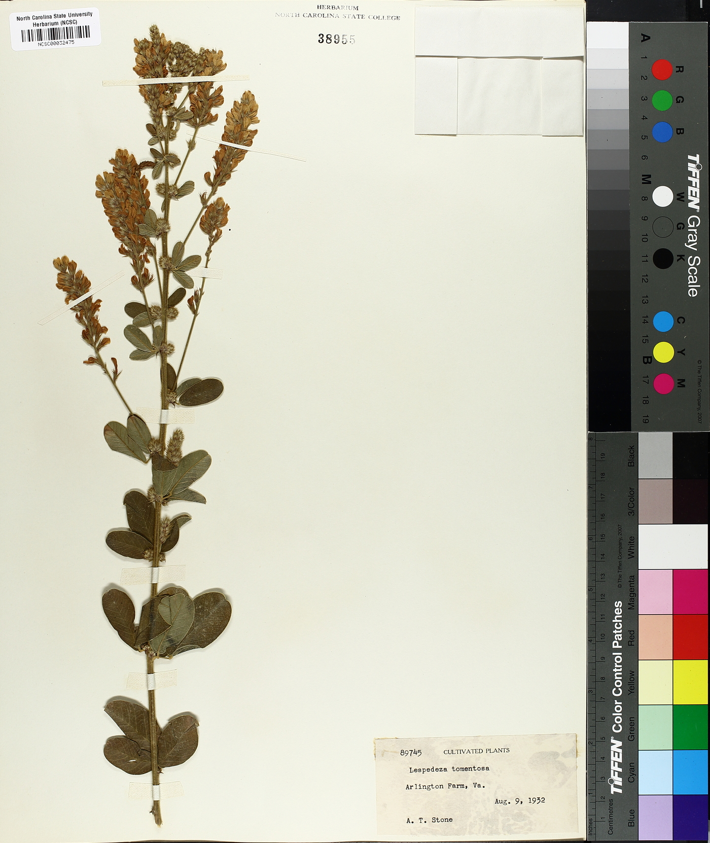 Lespedeza tomentosa image