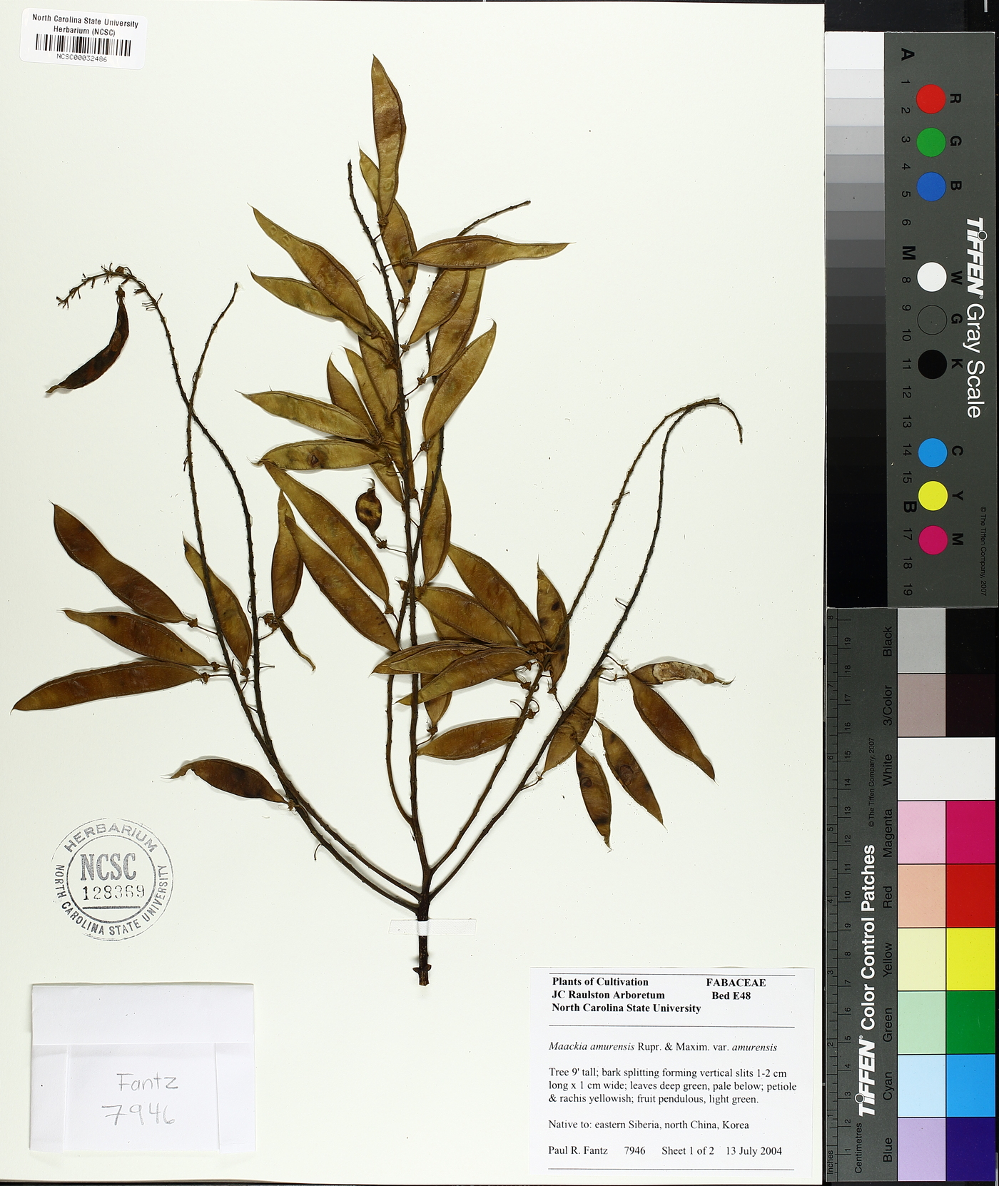 Maackia amurensis image