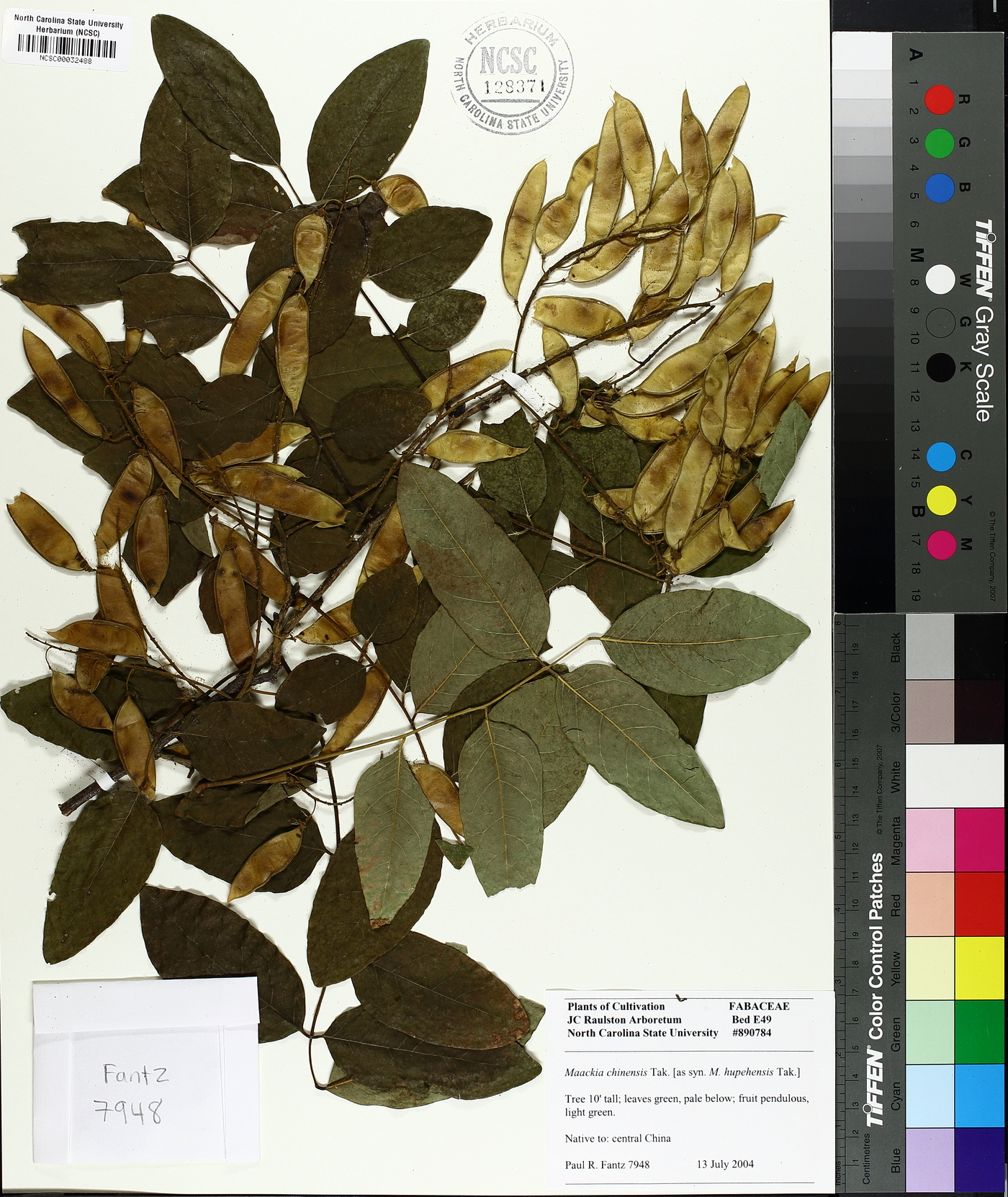 Maackia hupehensis image