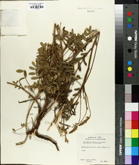 Onobrychis viciifolia image