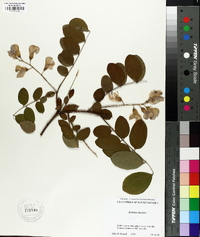 Robinia hispida image