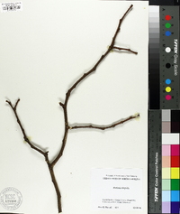 Robinia hispida image