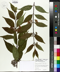 Callicarpa dichotoma image