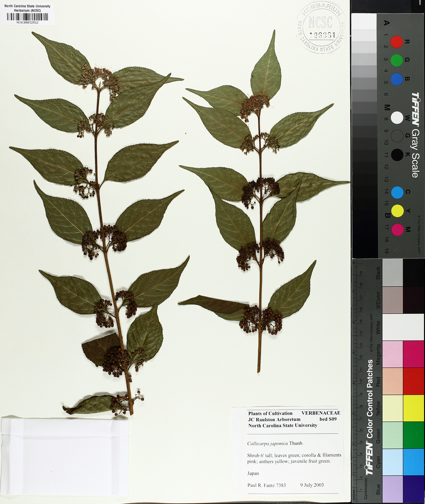Callicarpa japonica image