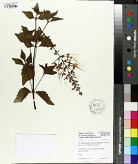 Clerodendranthus spicatus image