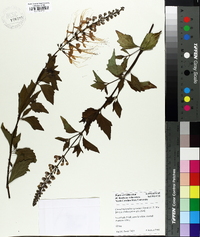 Clerodendranthus spicatus image