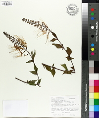 Clerodendranthus spicatus image